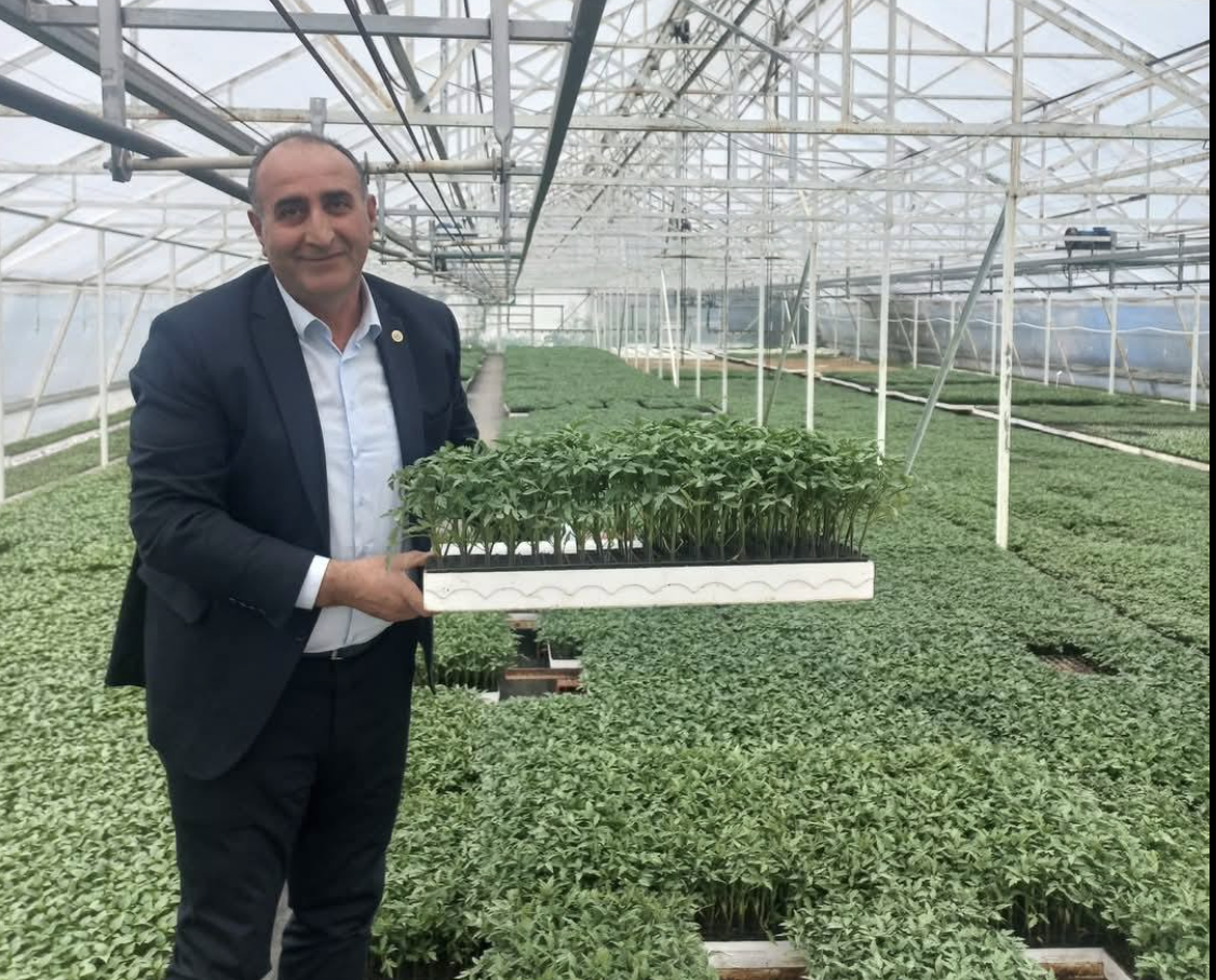Giresun’da %75 hibeli domates fidesi desteği başladı! Çiftçilere müjde