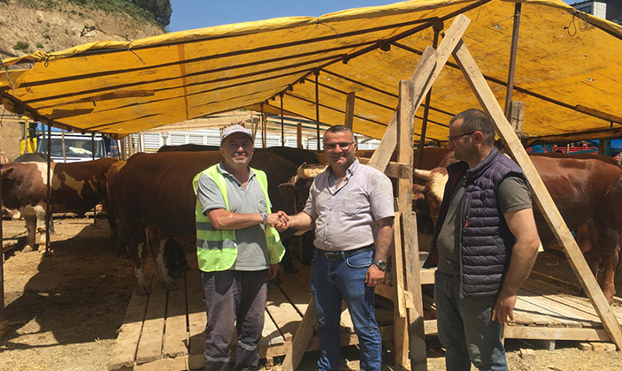 Şebinkarahisarlı Kurbanlık Satıcıları İstanbul'da Satışa Başladı