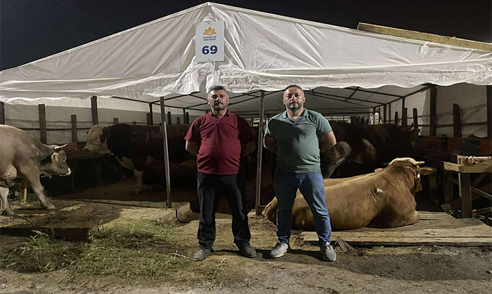 Şebinkarahisar Kurbanlıkları Sultanbeyli Kurban Pazarı'nda Satışta