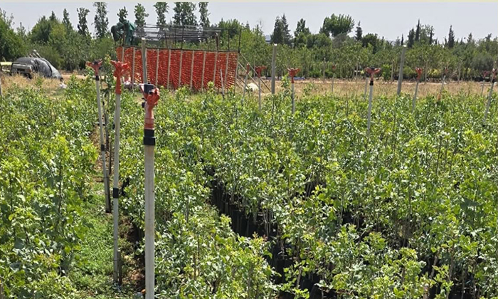 Giresun'da Tarıma Fıstık Gibi Destek: Şebinkarahisar’da 225 Fidan Dağıtıldı