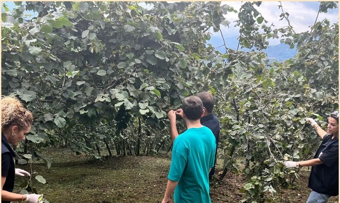 Giresun'da Fındıkta 2025 Hasat Öncesi Denetimler Tamamlandı