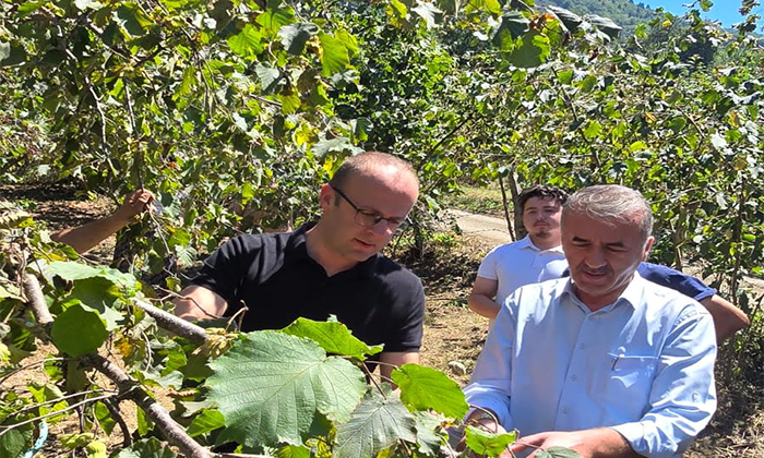 Giresun Dereli'de Fındık Hasadı Başladı