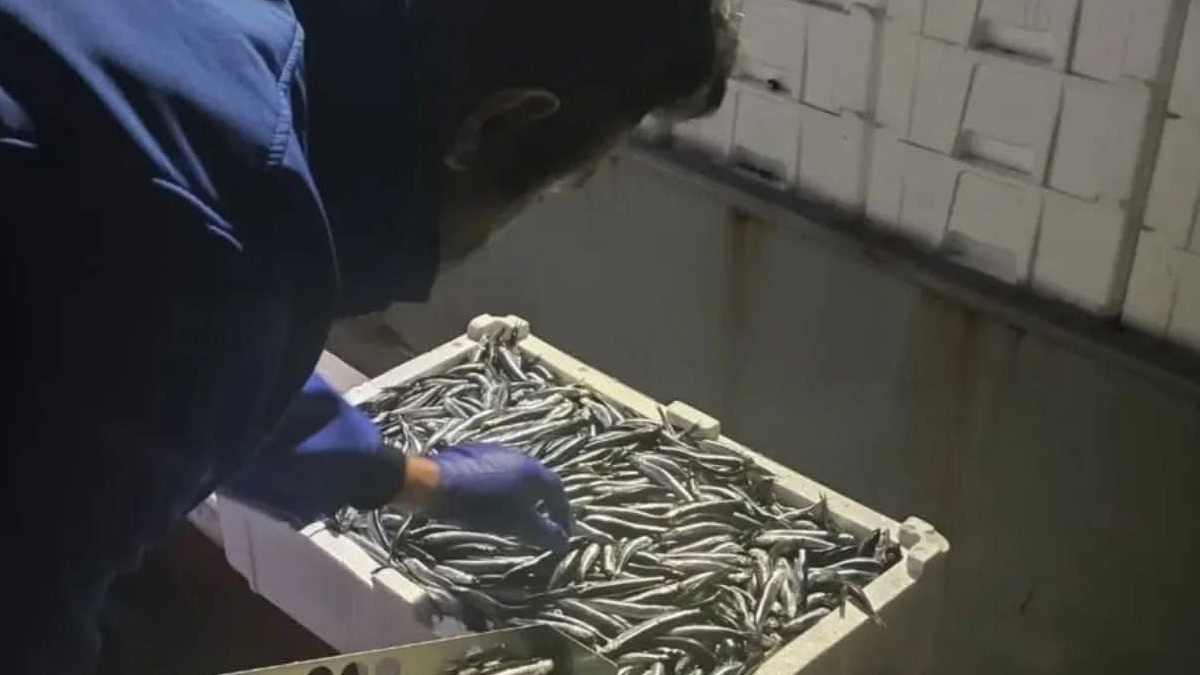 Giresun’da Hamsi Avına gece baskını! Kumyalı Barınağı’nda kota kontrolü