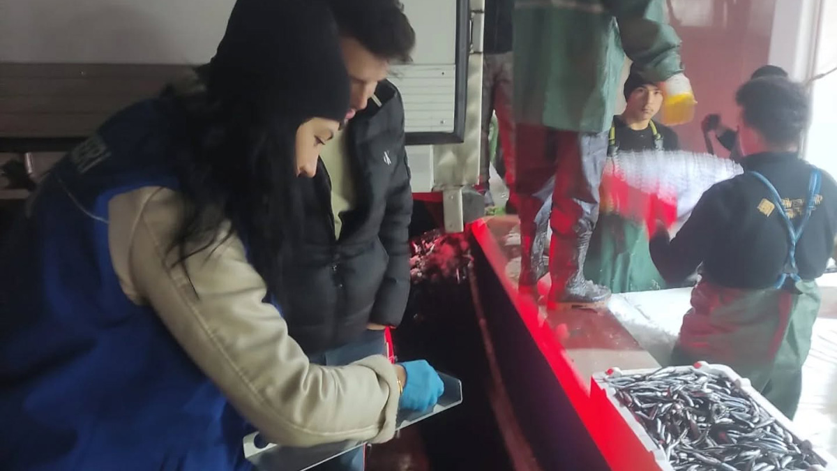 Giresun'da Hamsi Avcılığı denetimleri sürüyor: Teknik ekipler limanlarda ‘Nöbette’