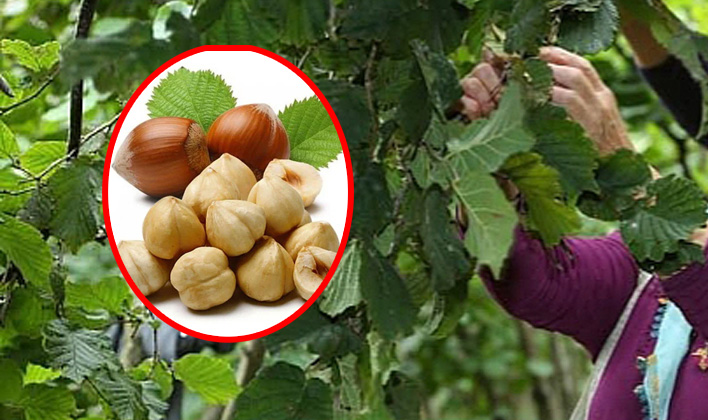 SON DAKİKA: Giresun Ziraat Odası’ndan Fındık üreticilerine 