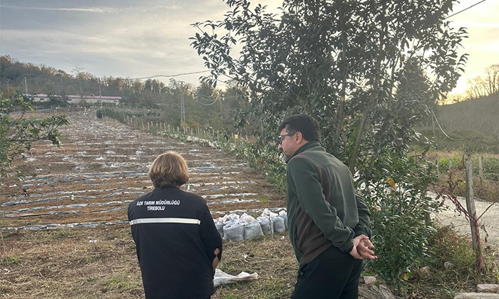 Giresun’da Maviyemiş ve Aronya Üretimi Yaygınlaşıyor