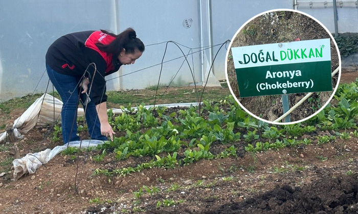 Giresun’da alternatif tarım rüzgarı: Tirebolu’da Maviyemiş ve Aronya üretimi büyüyor