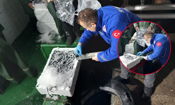 GİRESUN SON DAKİKA: Görele'de hamsi kotası alarmı: İl Tarım Müdürlüğü ekipleri gırgır teknelerinde an itibarıyla kontrolde!