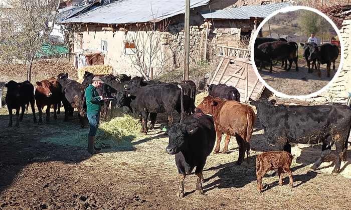 Şebinkarahisar hayvancılığına büyük destek! ‘Kırsalda Bereket’ projesi kapsamında Angus Gebe Düve teslimatları başladı