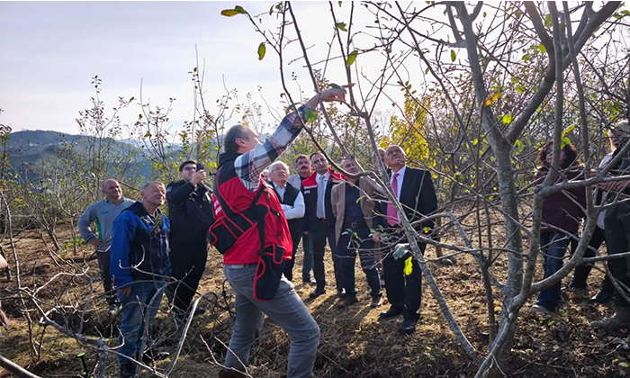 Giresun'un Coğrafi İşaretli Piraziz Elması İçin Kış Budaması Eğitimi Verildi