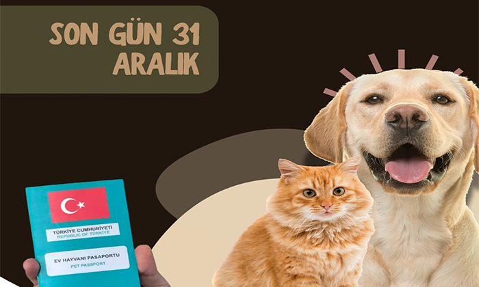 Kedi ve Köpek Sahipleri Dikkat! Mikroçip Taktırmayan Yandı: Son Tarih 31 Aralık 2025