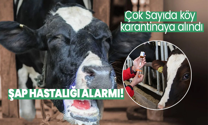Şebinkarahisar'da şap hastalığı alarmı! Çok Sayıda köy karantinaya alındı