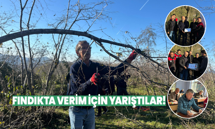 FINDIKTA VERİM İÇİN YARIŞTILAR! Tirebolu’da 