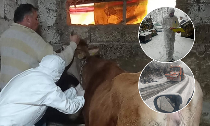Giresun’da veteriner hekimlerden kar kış demeden acil müdahale: Keşap’ta seferberlik!