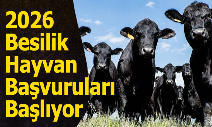 2026 Yılı Besilik Hayvan İthalatı Başvuruları Başlıyor: İşte Takvim ve Şartlar