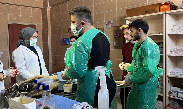 Şebinkarahisar ve Alucra’dan Örnek İş Birliği: Sokak Hayvanları İçin Sahaya İndiler!