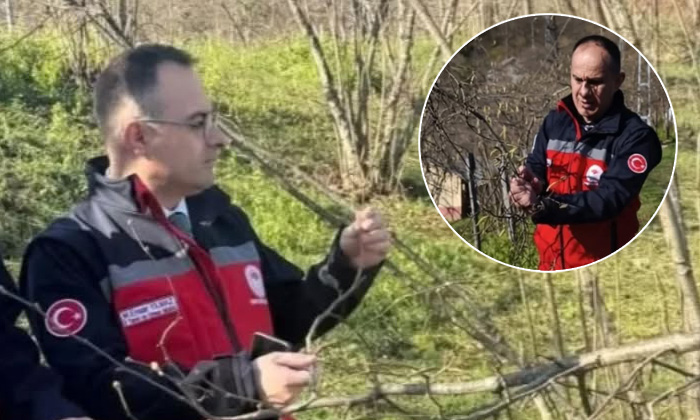 Giresun’da ‘Fındıkta Doğum’ başladı: Dallarda karanfiller göründü!