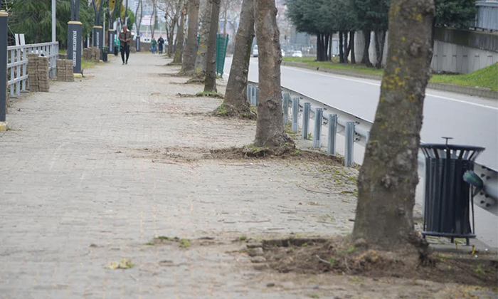 Giresun Sahilinde Ağaçlara 