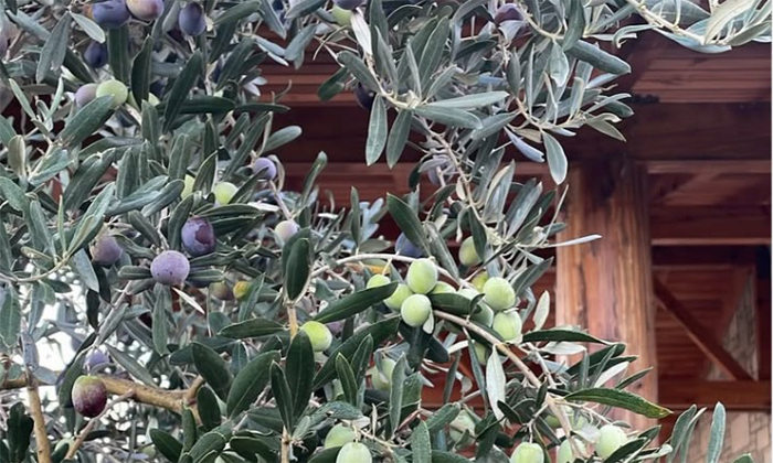 Kuşadası’ndan Sofralara Gelen Doğal Lezzet: Şebinkarahisarlı Hilal’in Erken Hasat Zeytinyağıyla Tanışın
