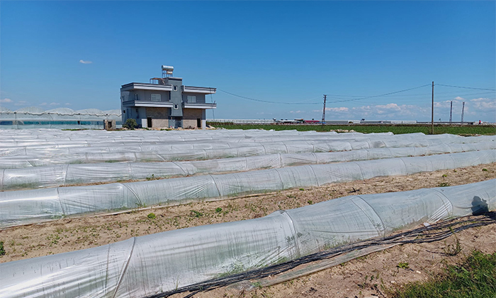 Bakanlık’tan Tarsus’taki 'Marul' İddialarına Yanıt: Gerçeği Yansıtmıyor