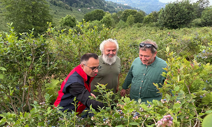 Giresun'da Maviyemiş Üretimi Artıyor 
