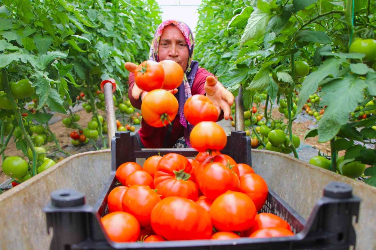 Amasya’da domates hasadı başladı, 100 bin ton rekolte bekleniyor
