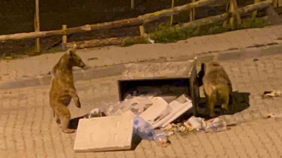 Sarıkamış’ta bozayılar sokaklarda cirit atıyor
