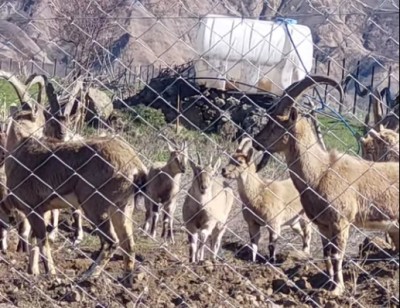 Şebinkarahisar'da Dağ Keçisi Sürüsü Görüntülendi